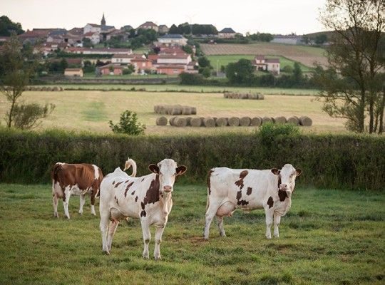 Vaches Montbéliardes dans un pâturage