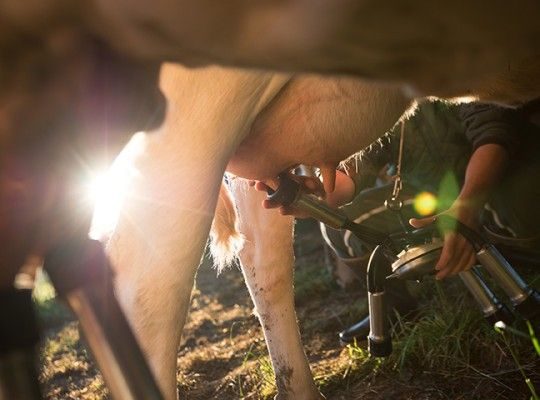 Traite des vaches
