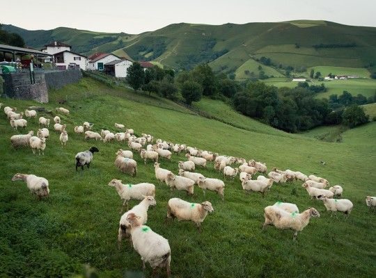 Une exploitation située à Behorleguy 
