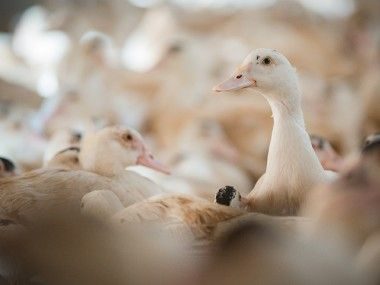 Canards et canettes de Côte-D'Or et Saône-et-Loire Transgourmet Origine