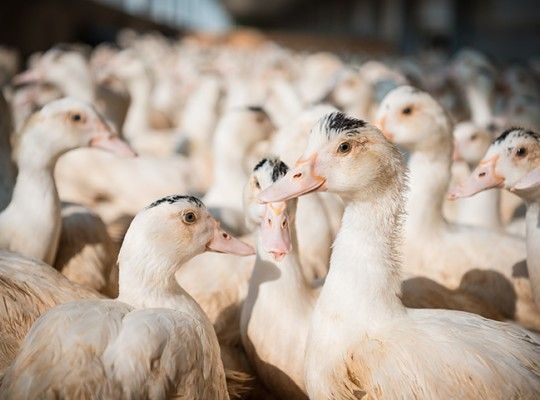 Canards et canettes de Côte-D'Or et Saône-et-Loire Transgourmet Origine