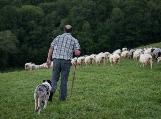 Le berger et ses brebis
