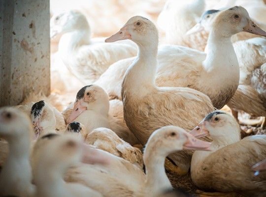 Canards et canettes de Côte-D'Or et Saône-et-Loire Transgourmet Origine