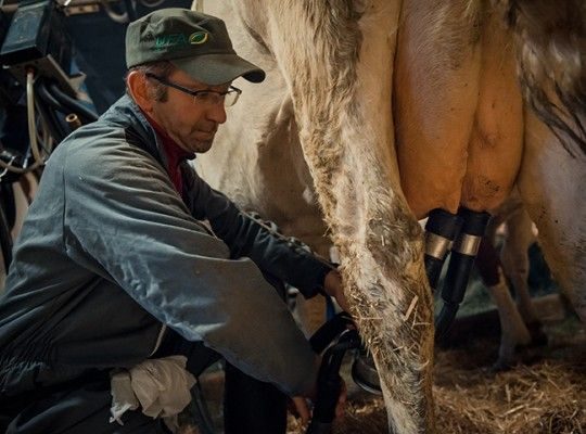 Reblochon AOP de Savoie Transgourmet Origine