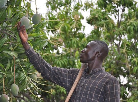 Mangue du Kénédougou Transgourmet Origine