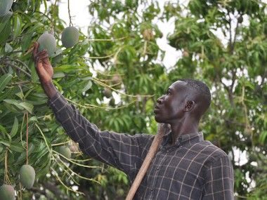 Mangue du Kénédougou Transgourmet Origine