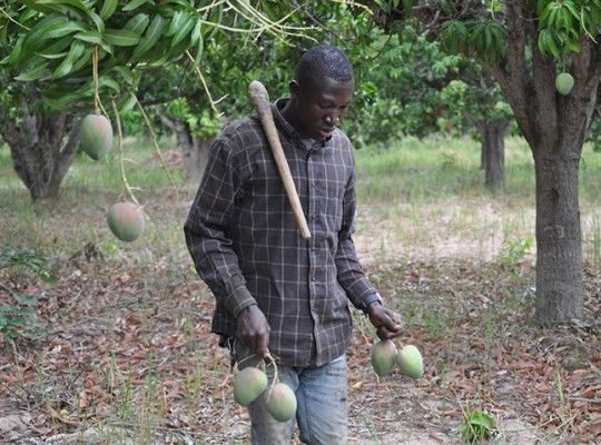 Mangue du Kénédougou Transgourmet Origine