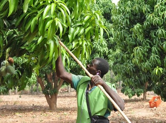 Mangue du Kénédougou Transgourmet Origine