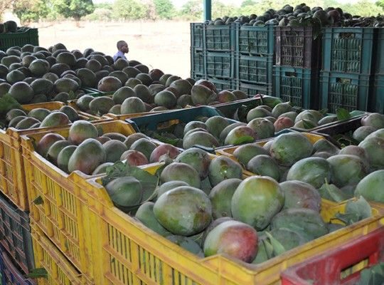 Mangues du Kénédougou Transgourmet Origine