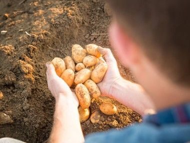 Pommes de terre grenaille de l'Essonne Transgourmet Origine