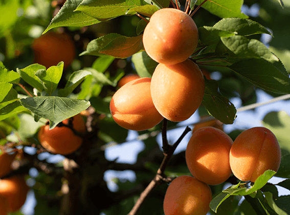 Abricots de Provence-Alpes-Côte d'Azur Transgourmet Origine
