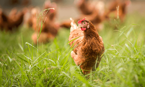Une poule en plein air