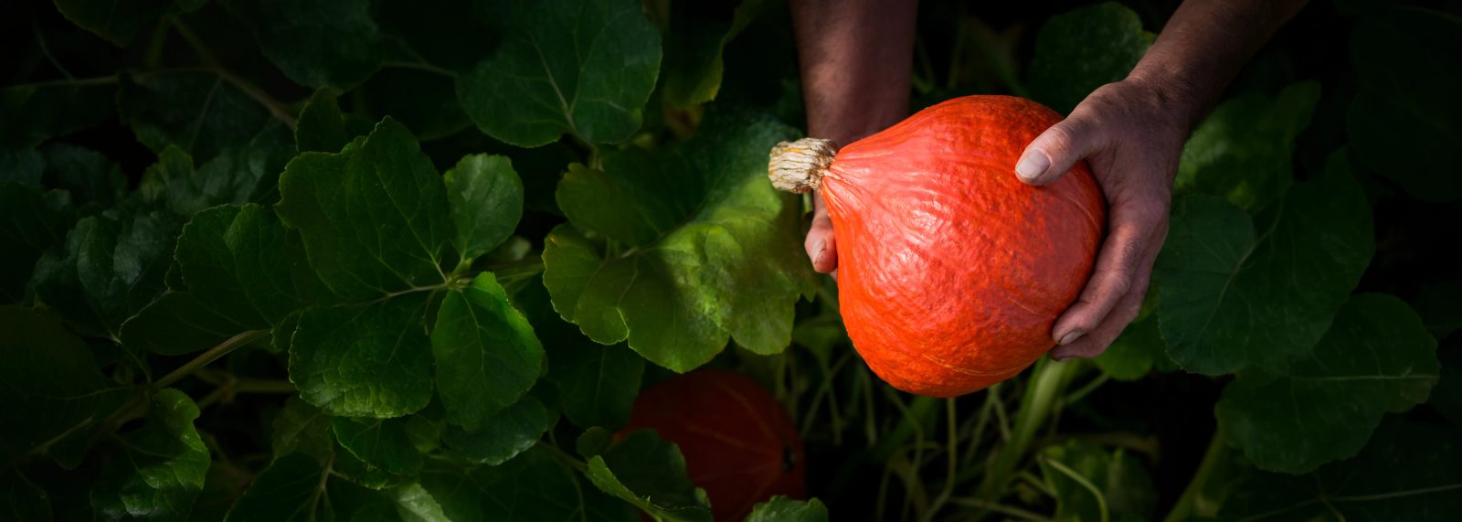 Un potimarron Transgourmet Fruits et Légumes