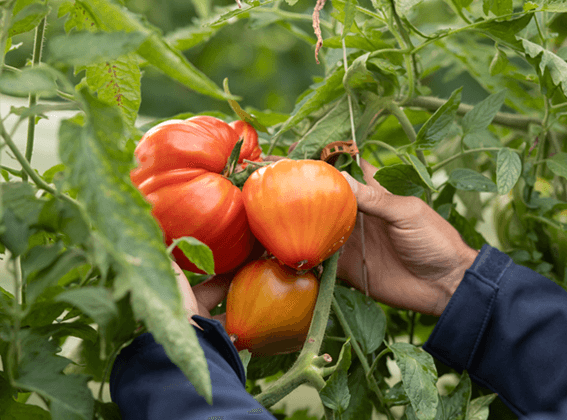 Tomates de la vallée des Baux de Provence