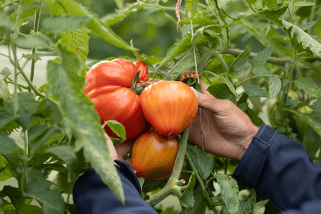 Tomates de la vallée des Baux de Provence