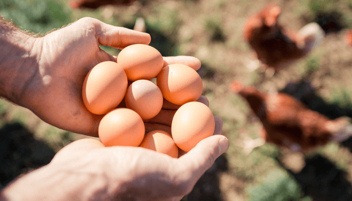 Des œufs de poules dans les mains d'un producteur