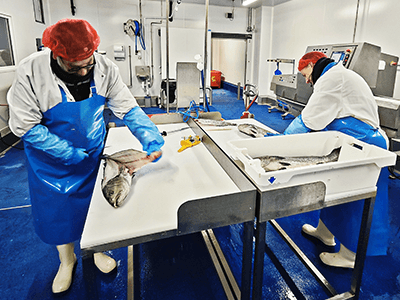 Des préparateurs découpant du poisson dans un atelier de découpe Transgourmet Seafood