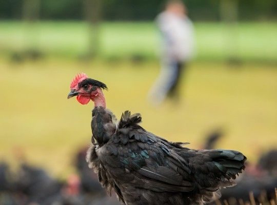 Poulet fermier de l'Argoat Label Rouge Transgourmet Origine
