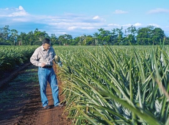 Producteur d'ananas du Costa Rica Transgourmet Origine