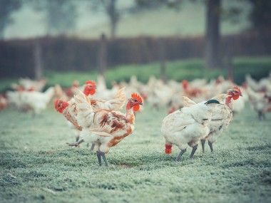 Poulet fermier Prince de Bourgogne IGP Label Rouge Transgourmet Origine