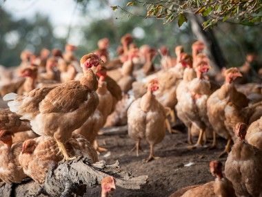 Poulet fermier Géonpis du Sud-Ouest Label Rouge Transgourmet Origine