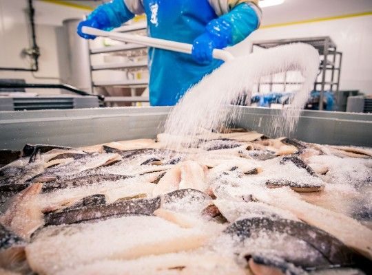 Poissons fumés de JC David Transgourmet Origine