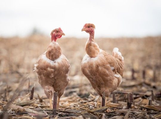 Poulet fermier Géonpis du Sud-Ouest Label Rouge Transgourmet Origine