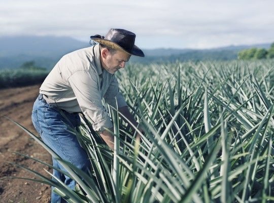 Producteur d'ananas du Costa Rica Transgourmet Origine
