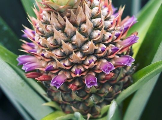 Fleur d'ananas 