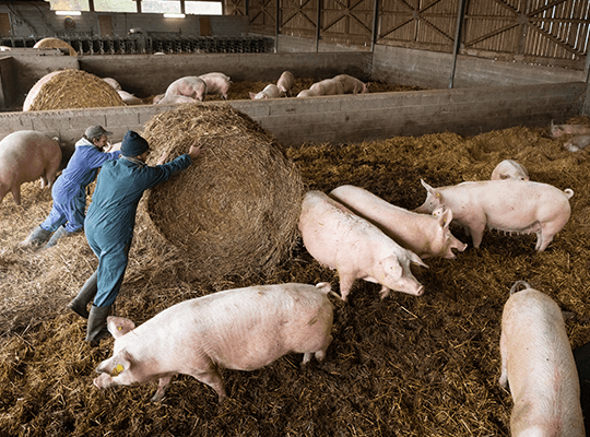 Cochons dans leur stabulation