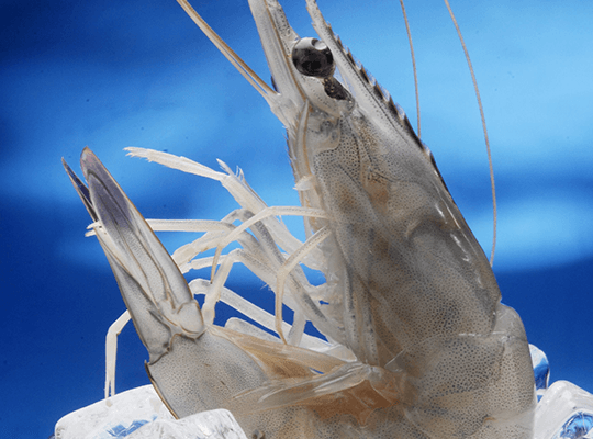 Gambas bleues de Nouvelle-Calédonie Transgourmet Origine