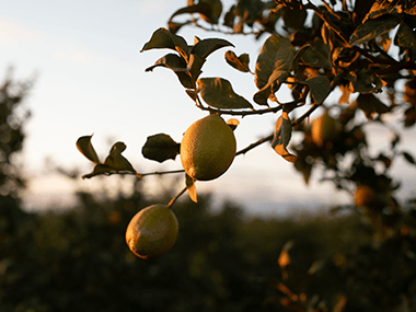 Citrons d'Andalousie Transgourmet Origine