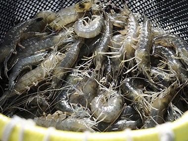 Gambas bleues de Nouvelle-Calédonie Transgourmet Origine