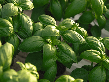 Herbes aromatiques de Provence Transgourmet Origine