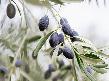 Huile d'olive de la vallée ensoleillée du Roussillon Transgourmet Origine