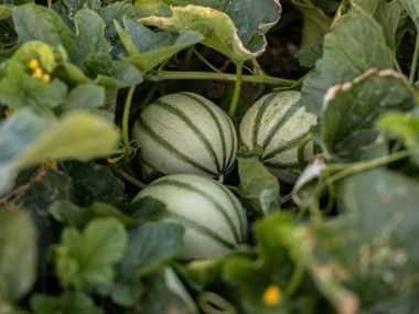 Melons de Cavaillon et les fraises Cléry de Carpentras Transgourmet Origine