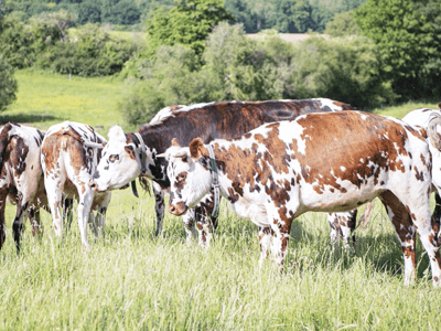 Des vaches dans un pré