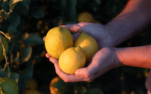 Citrons d'Andalousie Transgourmet Origine