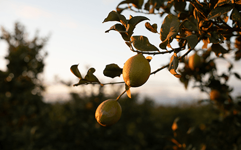 Citrons d'Andalousie Transgourmet Origine