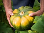 Communiqué de presse - Jardins de Pays, une marque Transgourmet Fruits et Légumes