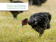 Le Poulet Fermier d'Argoat : un poulet heureux !