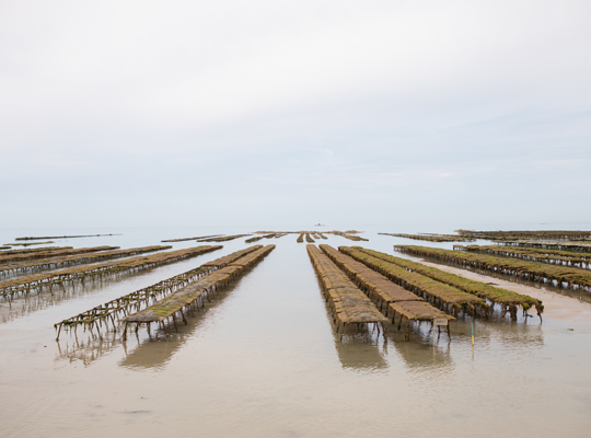 Transgourmet - Moules et Huîtres de Gouville-sur-Mer Transgourmet Origine Transgourmet - Moules et Huîtres de Gouville-sur-Mer Transgourmet Origine