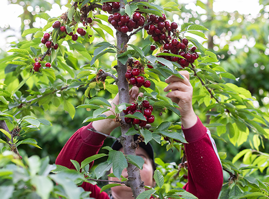 Transgourmet | Transgourmet - Abricots et cerises Transgourmet Origine