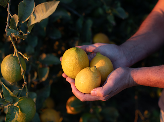 Transgourmet | Transgourmet Origine - Les citrons biodynamiques d’Andalousie