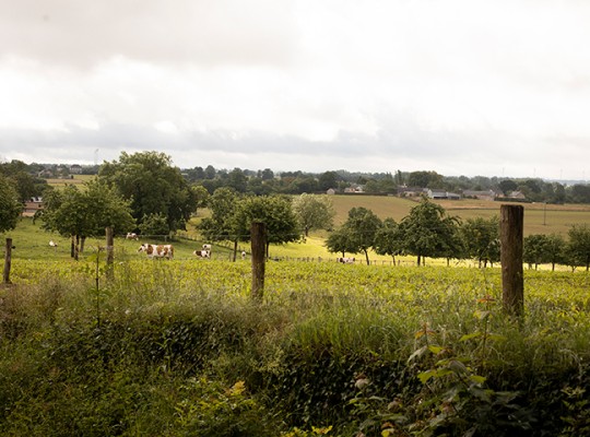 Œufs plein air du Maine Label Rouge - Transgourmet Origine