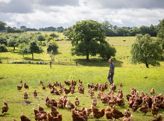 Œufs plein air du Maine Label Rouge - Transgourmet Origine