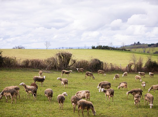 Roquefort de la famille Coulet - Transgourmet Origine