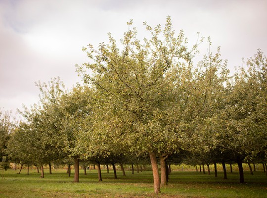 Cidre de Bretagne bio IGP - Transgourmet Origine