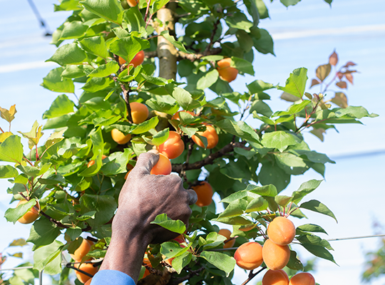 Transgourmet | Transgourmet - Abricots et Cerises