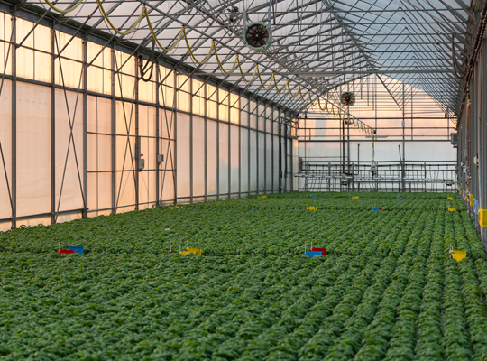 Transgourmet | Transgourmet Origine - Les herbes aromatiques de Provence